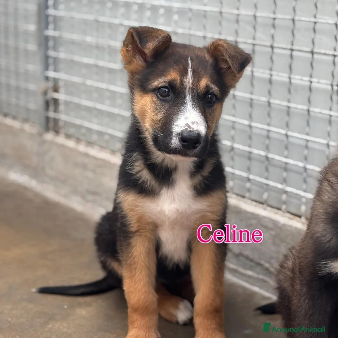 Meticcio cani in regalo: Celine, incrocio pastore tedesco! (2 meai)  - Annuncio 1