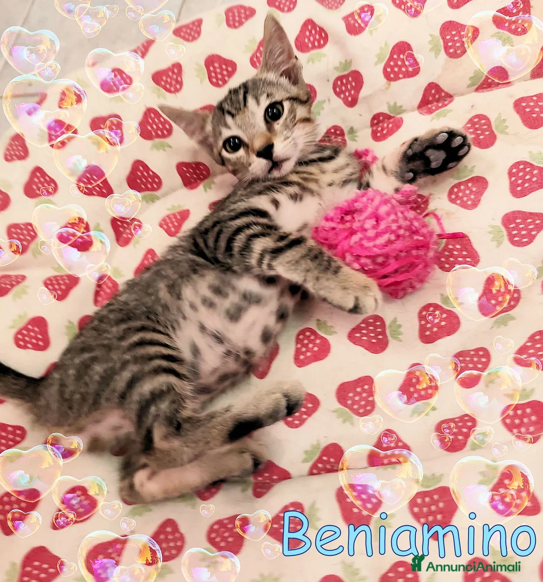 Europeo gatti in regalo: BENIAMINO TORNERA IN COLONIA SE NON TROVA CASA - Annuncio 2