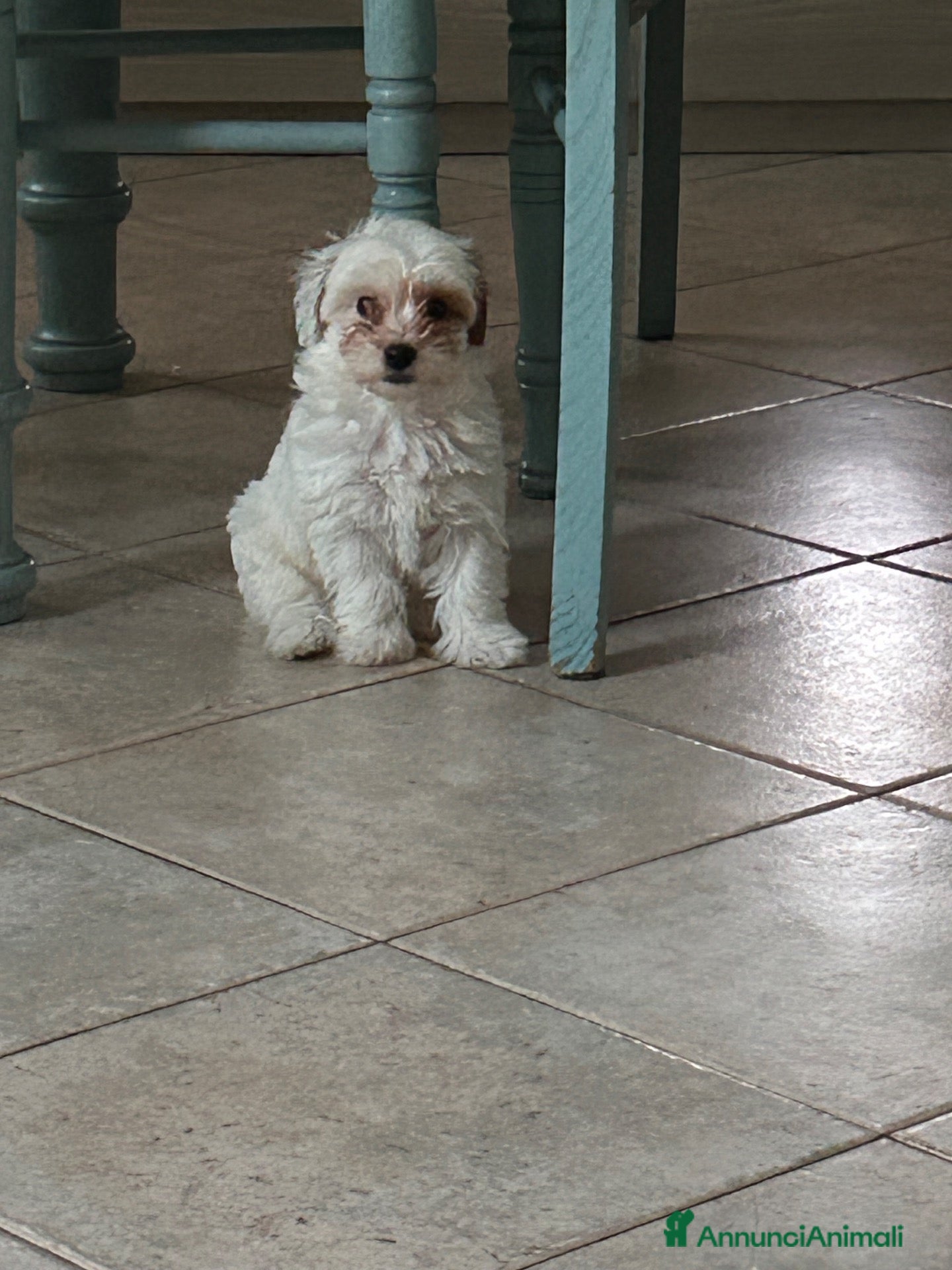 Maltipoo cani Maltipoo  - Annuncio 2