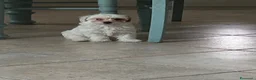 Maltipoo cani in vendita: Maltipoo  - Annuncio 1