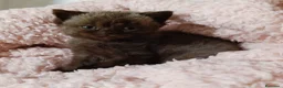 British gatti in vendita: British chocolate cucciola - Annuncio 7