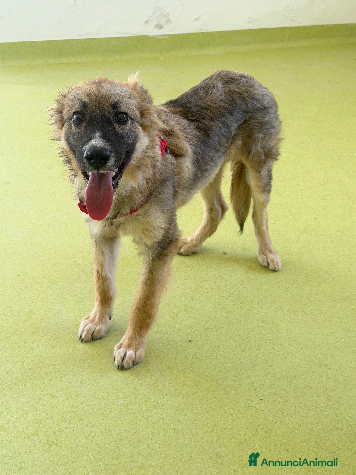 Meticcio cani Tosty - Annuncio 9