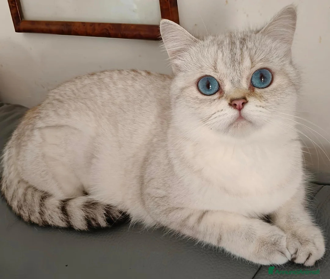 Scottish gatti in vendita: Gattini scottish straight a pelo corto - Annuncio 1