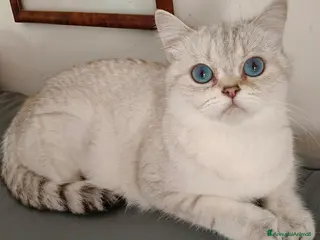 Scottish gatti Gattini scottish straight a pelo corto - Annuncio 4