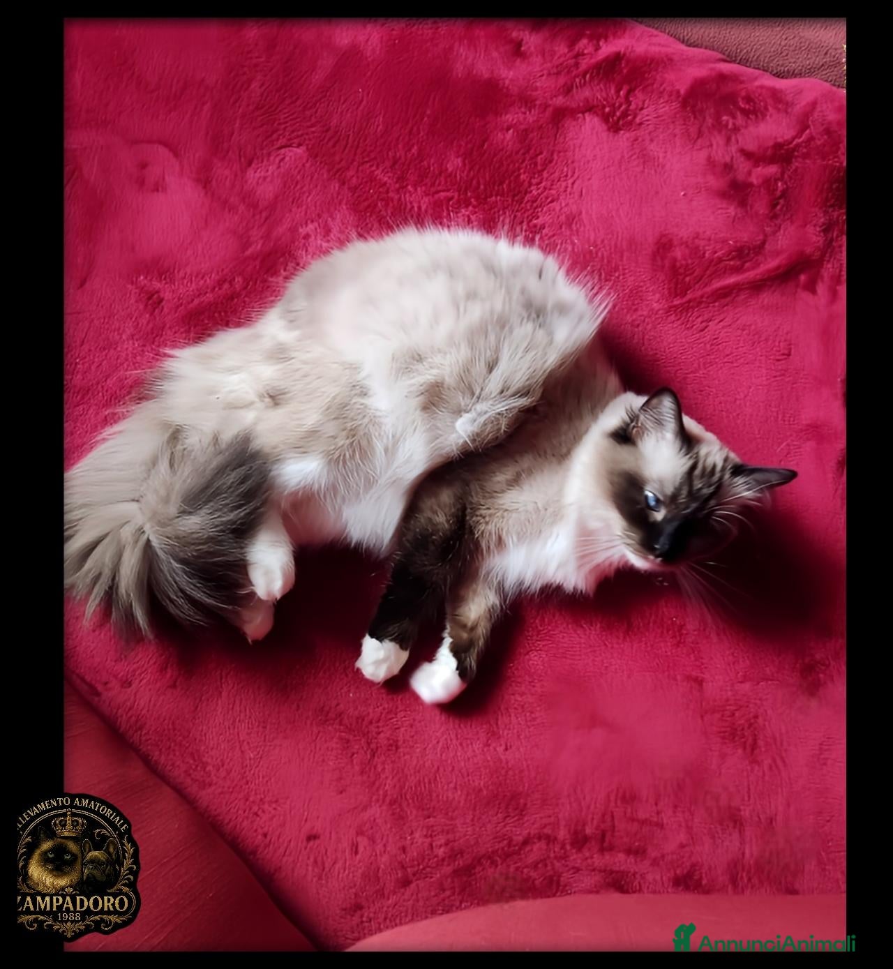 Ragdoll gatti in vendita: Ragdoll pedegree tica/fiat  - Annuncio 2