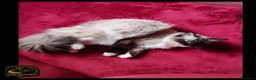 Ragdoll gatti in vendita: Ragdoll pedegree tica/fiat  a Provincia di Cremona - Annuncio 1
