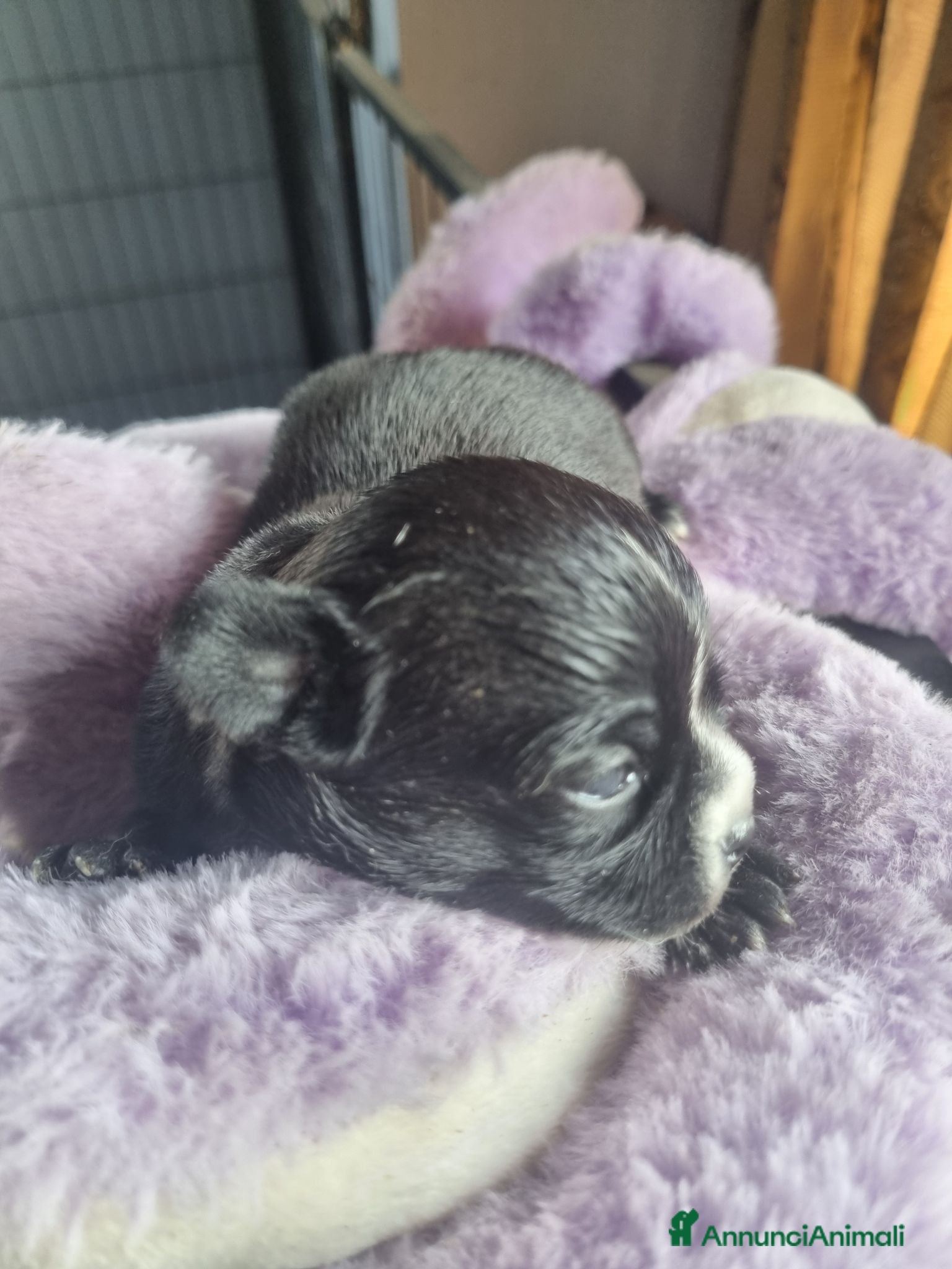 Chihuahua cani Cuccioli di chihuahua toy  - Annuncio 5