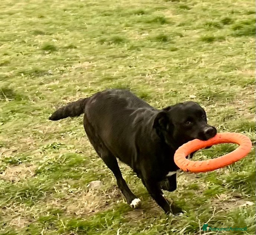 Meticcio cani in regalo: FLO' bella ed energica! - Annuncio 5