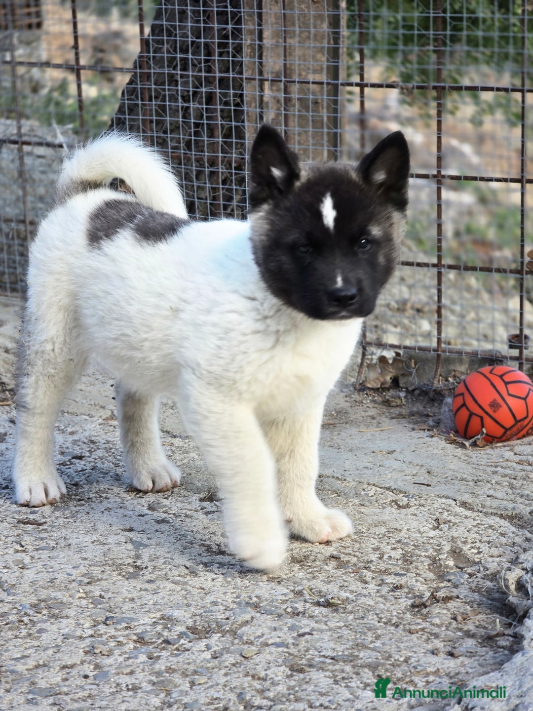 Akita Americano Cuccioli in vendita AnnunciAnimali