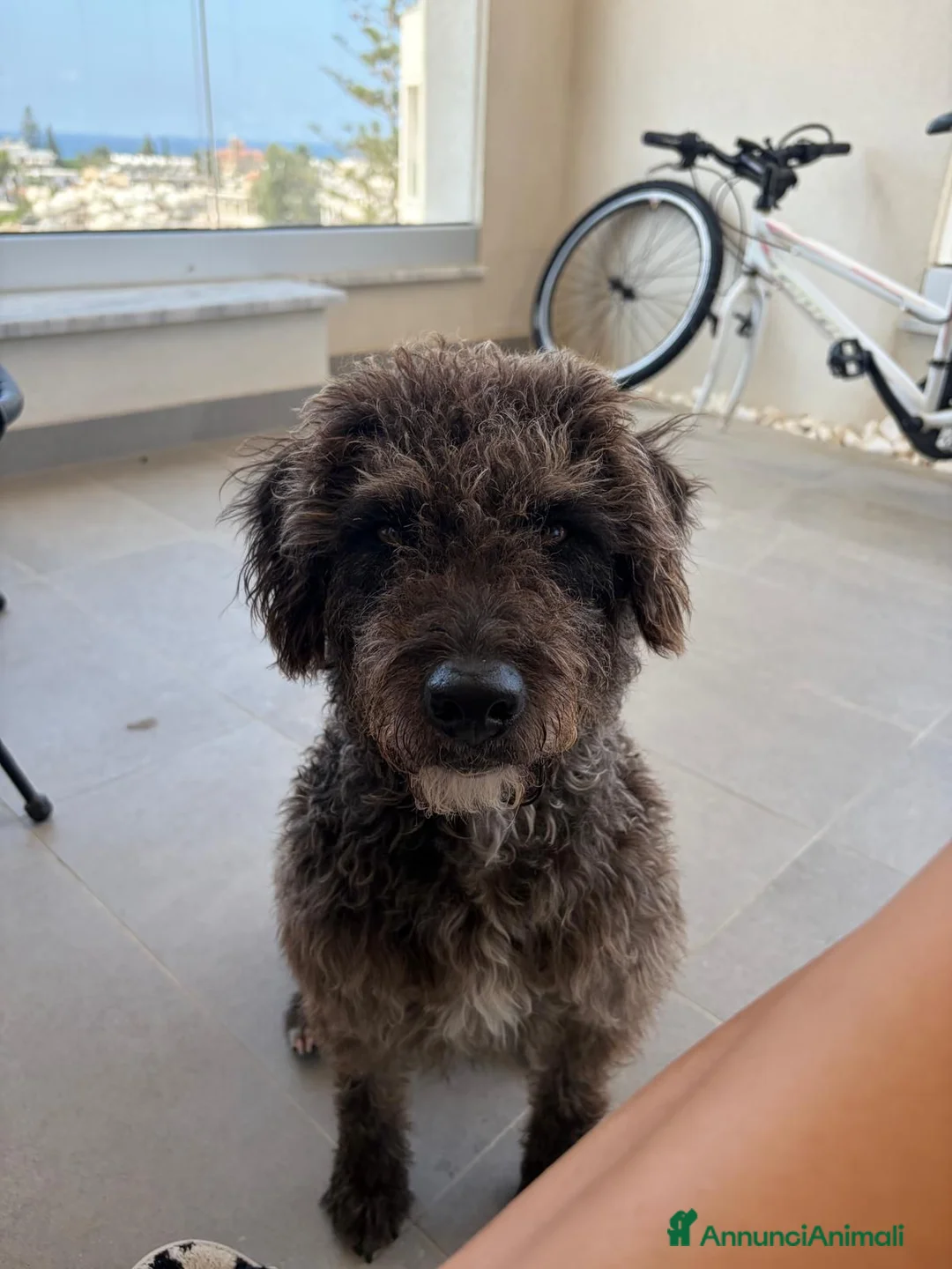 Barboncino cani in regalo: Cerchiamo una persona/famiglia per Milo a Provincia di Rieti - Annuncio 7