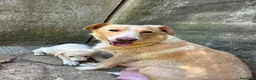 Meticcio cani in regalo: Lumi cerca casa 🏡 - Annuncio 2