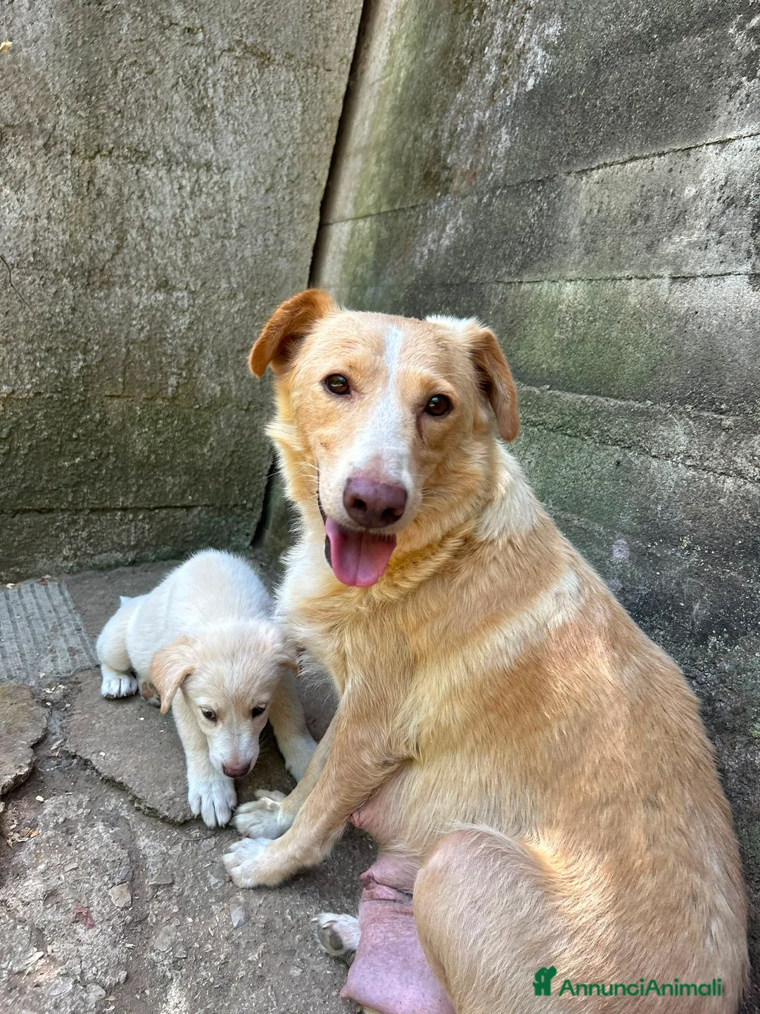 Meticcio cani in regalo: Lumi cerca casa 🏡 - Annuncio 2