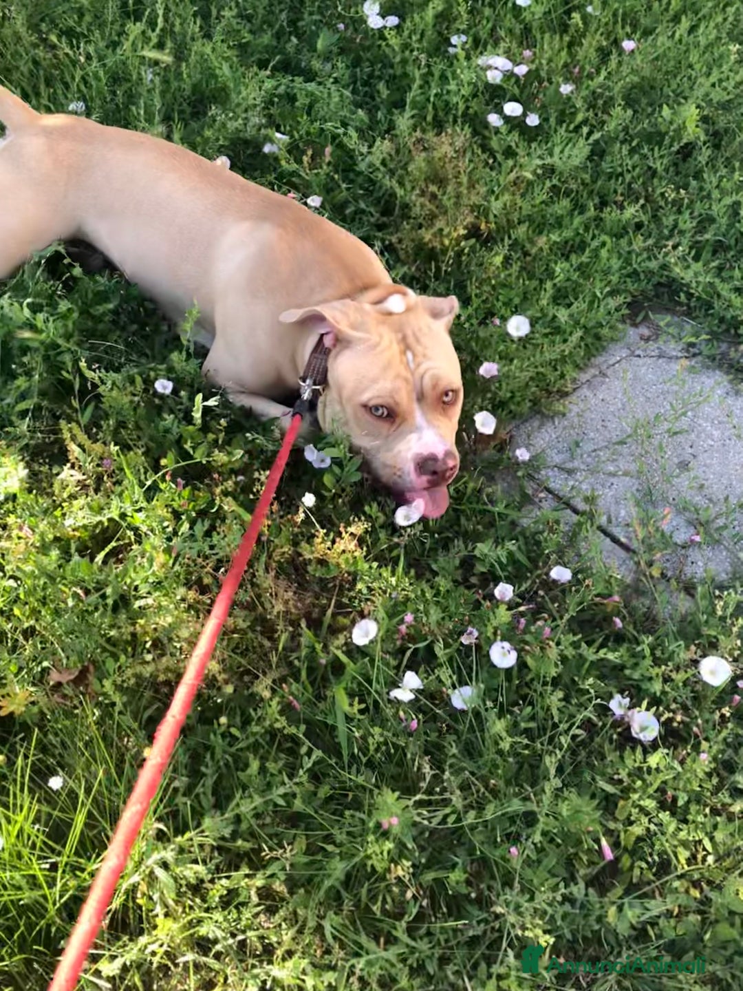 Pitbull cani in regalo: PITBULL RED NOSE - REGALO - Annuncio 4