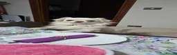 Chihuahua cani per accoppiamento: Acopiamento Chihuahua Schio (vicenza) - Annuncio 2