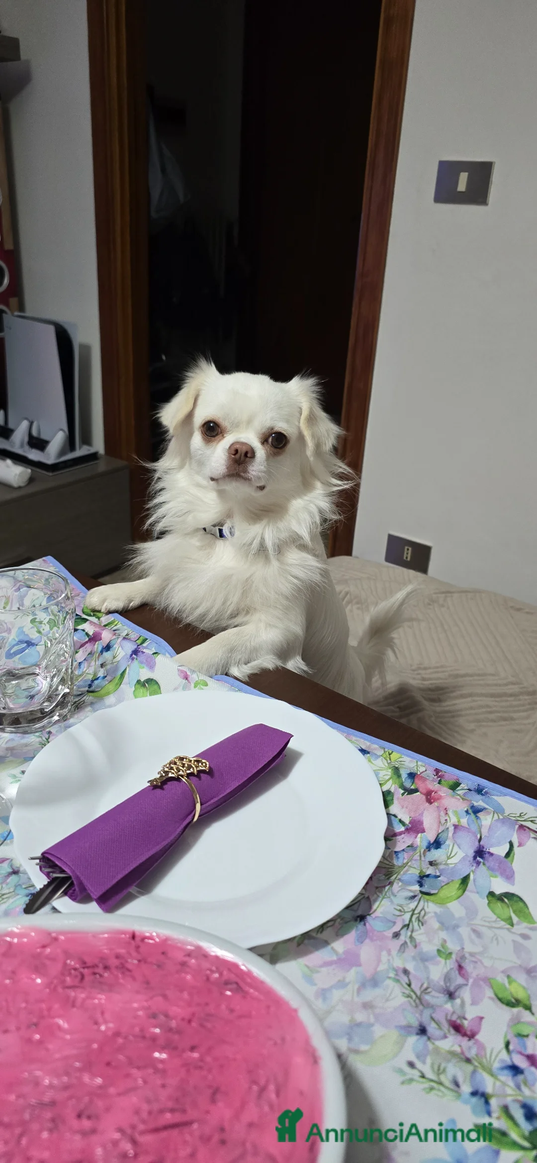 Chihuahua cani per accoppiamento: Acopiamento Chihuahua Schio (vicenza) - Annuncio 2
