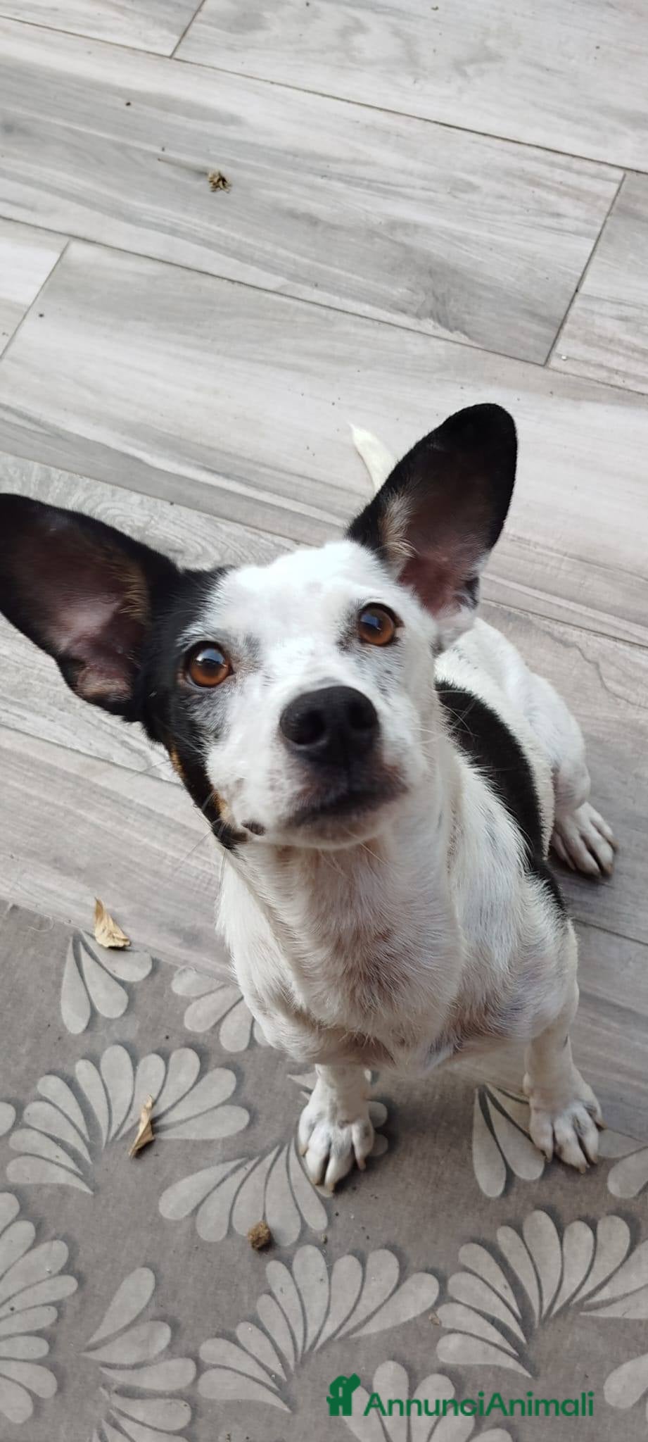 Meticcio cani Macchietta abbandonata su una superstrada - Annuncio 37