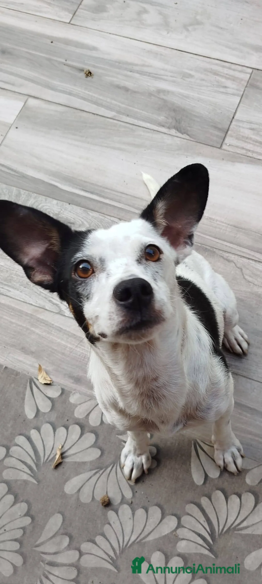 Meticcio cani in regalo: Macchietta abbandonata su una superstrada - Annuncio 1