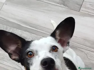 Meticcio cani Macchietta abbandonata su una superstrada - Annuncio 37