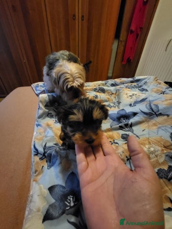 Yorkshire cani - Annuncio 4