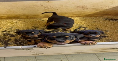 Rottweiler cani - Annuncio 5