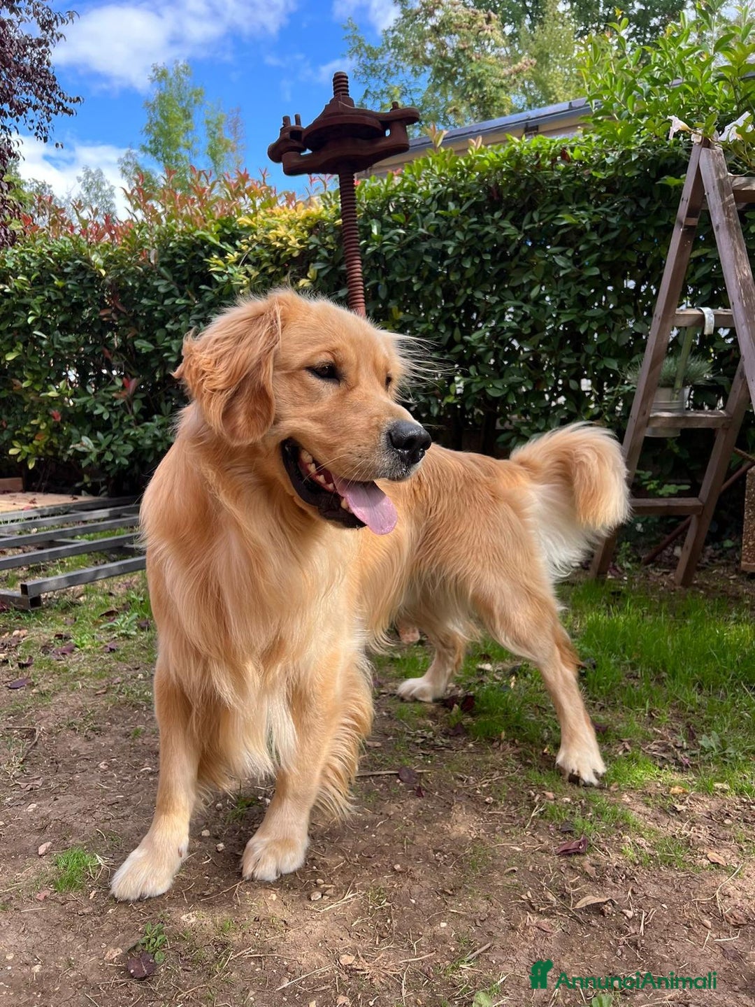 Golden Retriever cani in vendita: 🐾 CUCCIOLI DI GOLDEN RETRIEVER - Annuncio 8