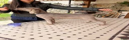Weimaraner cani in vendita: Cuccioli di Weimaraner con Pedigree ENCI - Annuncio 4
