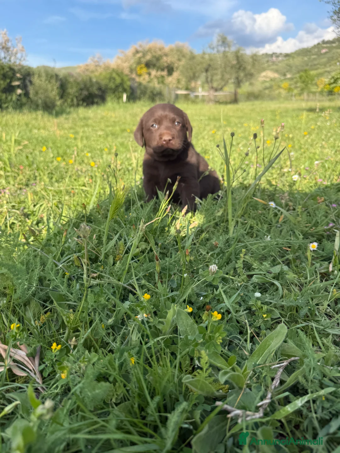 Labrador cani in vendita: Cuccioli Labrador Retriver  - Annuncio 18