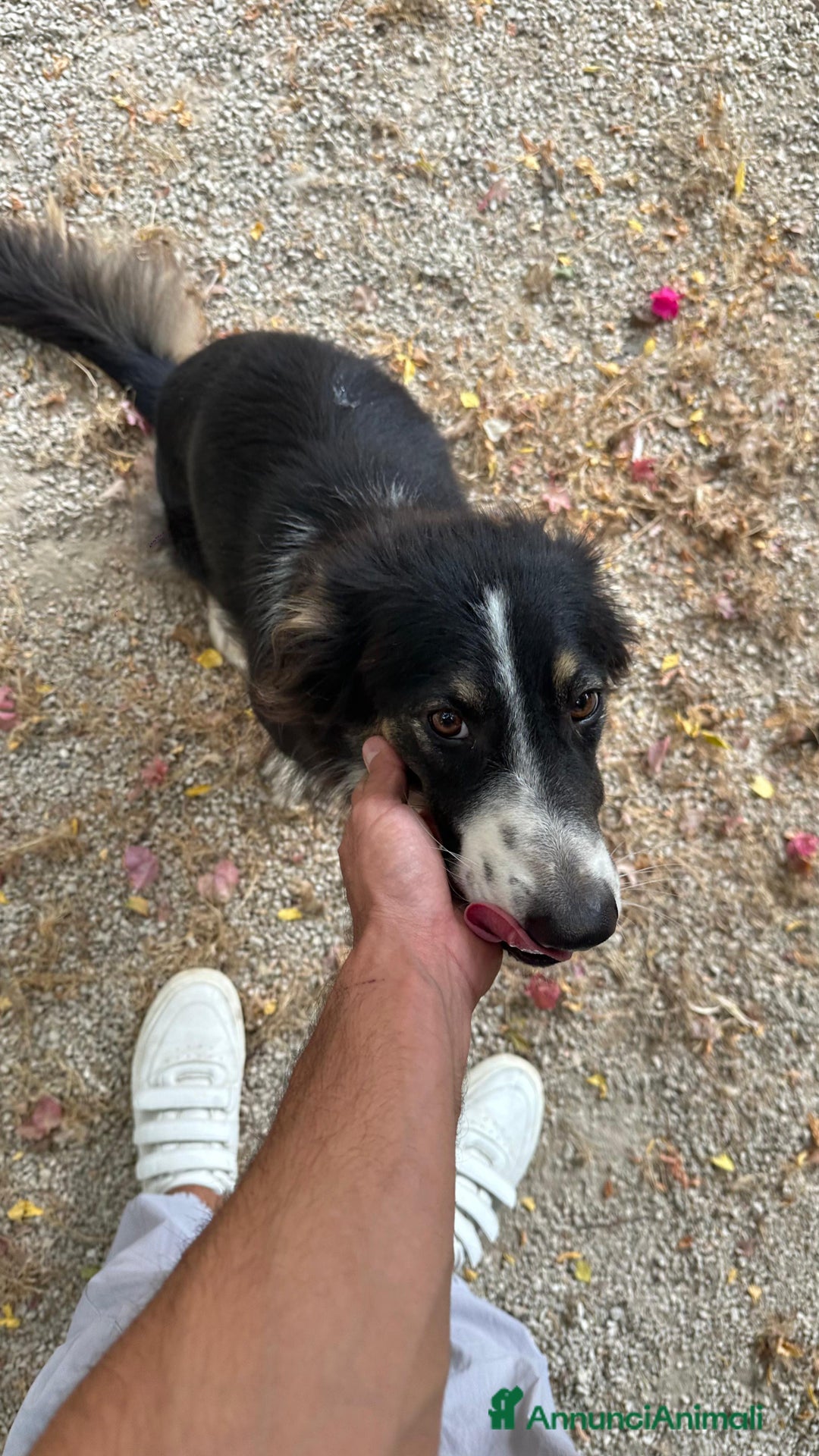 Border Collie cani in regalo: Splendida Border Collie - MILA - Annuncio 8