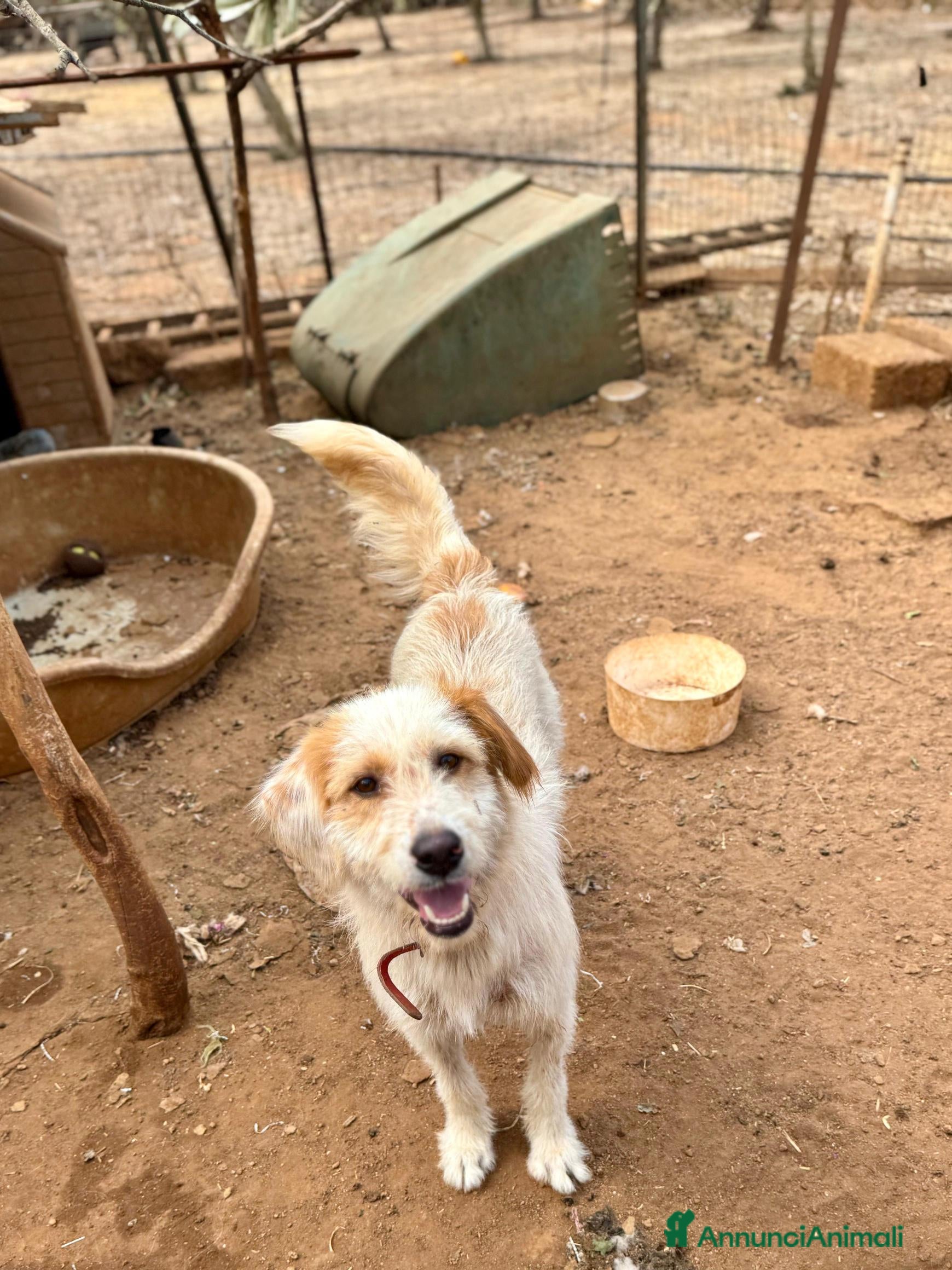 Altre razze cani alice - Annuncio 14