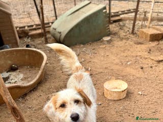 Altre razze cani alice - Annuncio 14