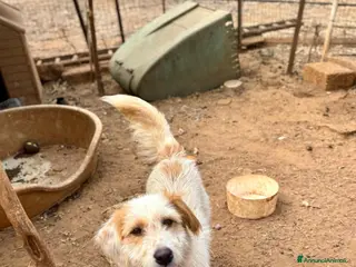 Altre razze cani alice - Annuncio 32