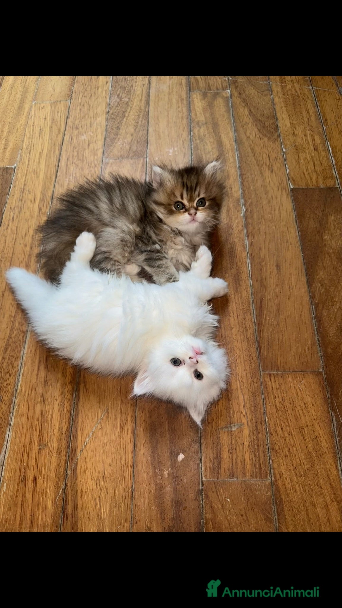 Persiano gatti Splendidi Cuccioli di Gatto Persiano Puri - Annuncio 4
