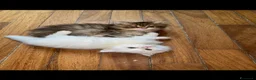Persiano gatti in vendita: Splendidi Cuccioli di Gatto Persiano Puri - Annuncio 1