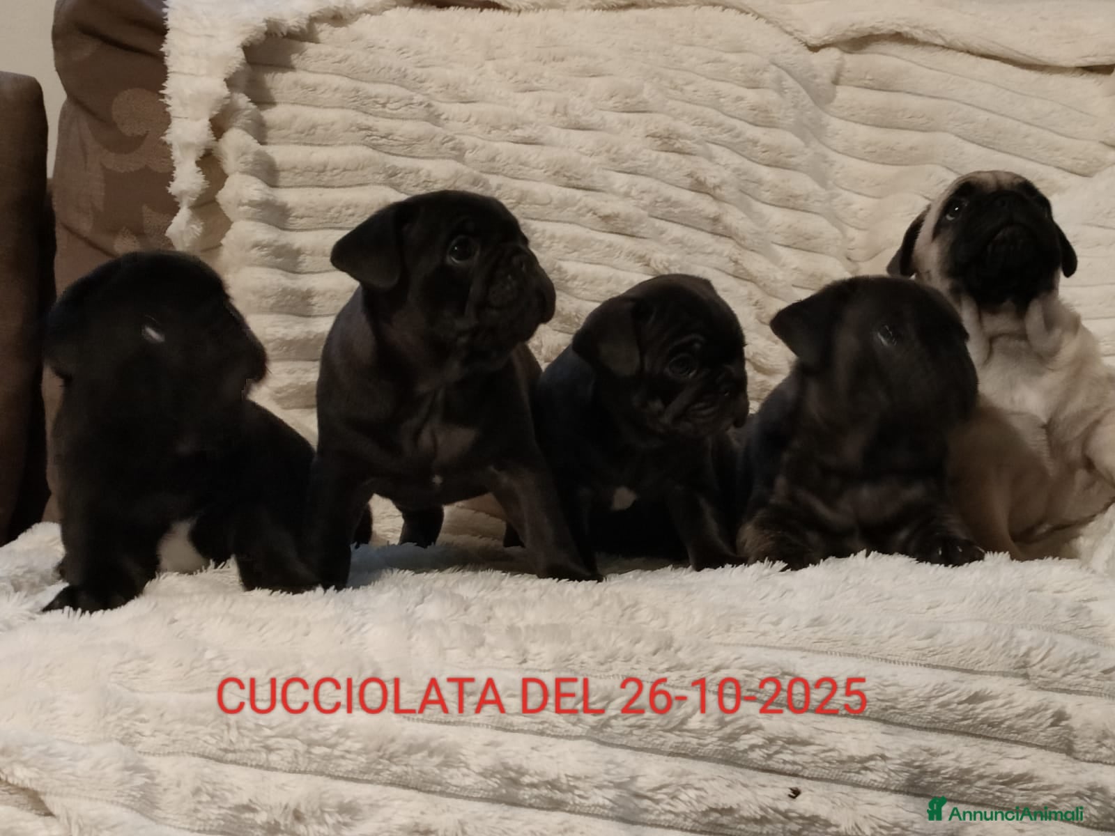 Meticcio cani Cuccioli FRUG - Annuncio 4