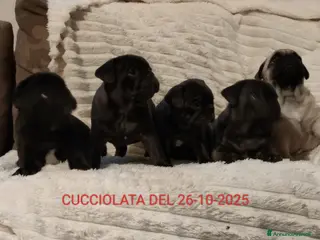 Meticcio cani Cuccioli FRUG - Annuncio 13