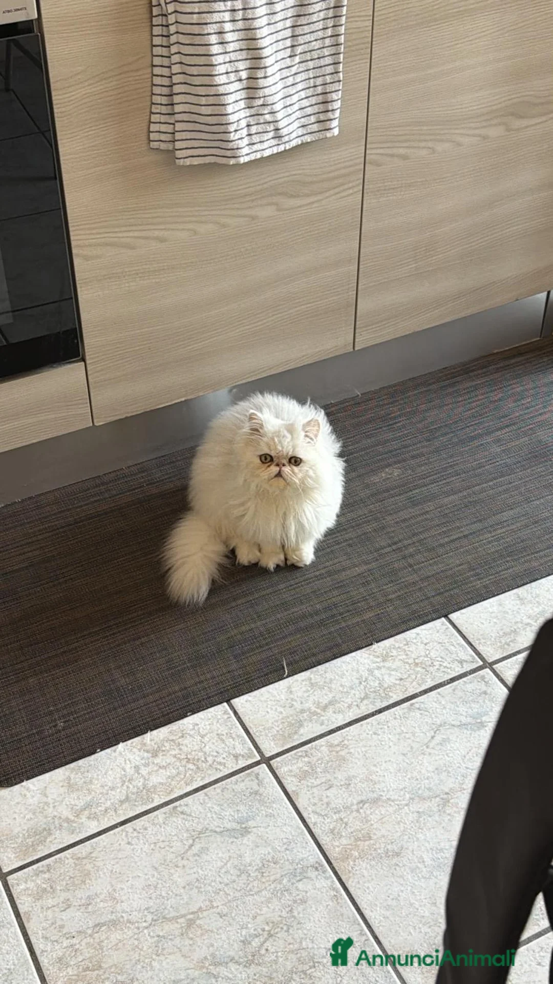 Persiano gatti in vendita: Gatto persiano cincilla - Annuncio 1