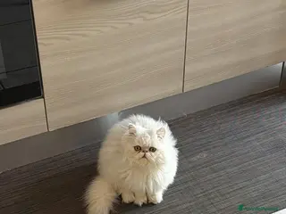 Persiano gatti Gatto persiano cincilla - Annuncio 12