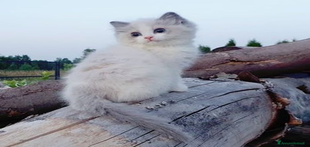 Immagine della galleria {{count}}