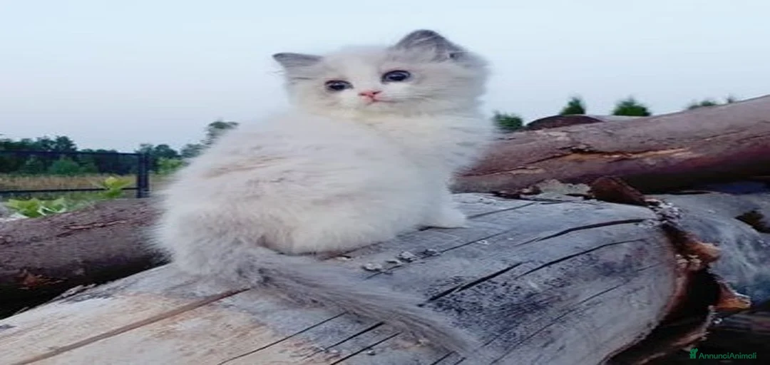 Immagine della galleria {{count}}