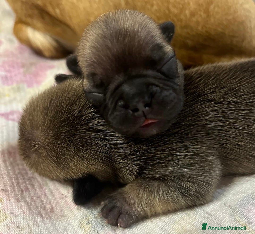 Bulldog Francese cani in vendita: Cuccioli di bulldog francese  - Annuncio 17