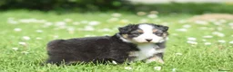Australian Shepherd cani in vendita: AUSTRALIAN SHEPHERD a Provincia di Padova - Annuncio 30