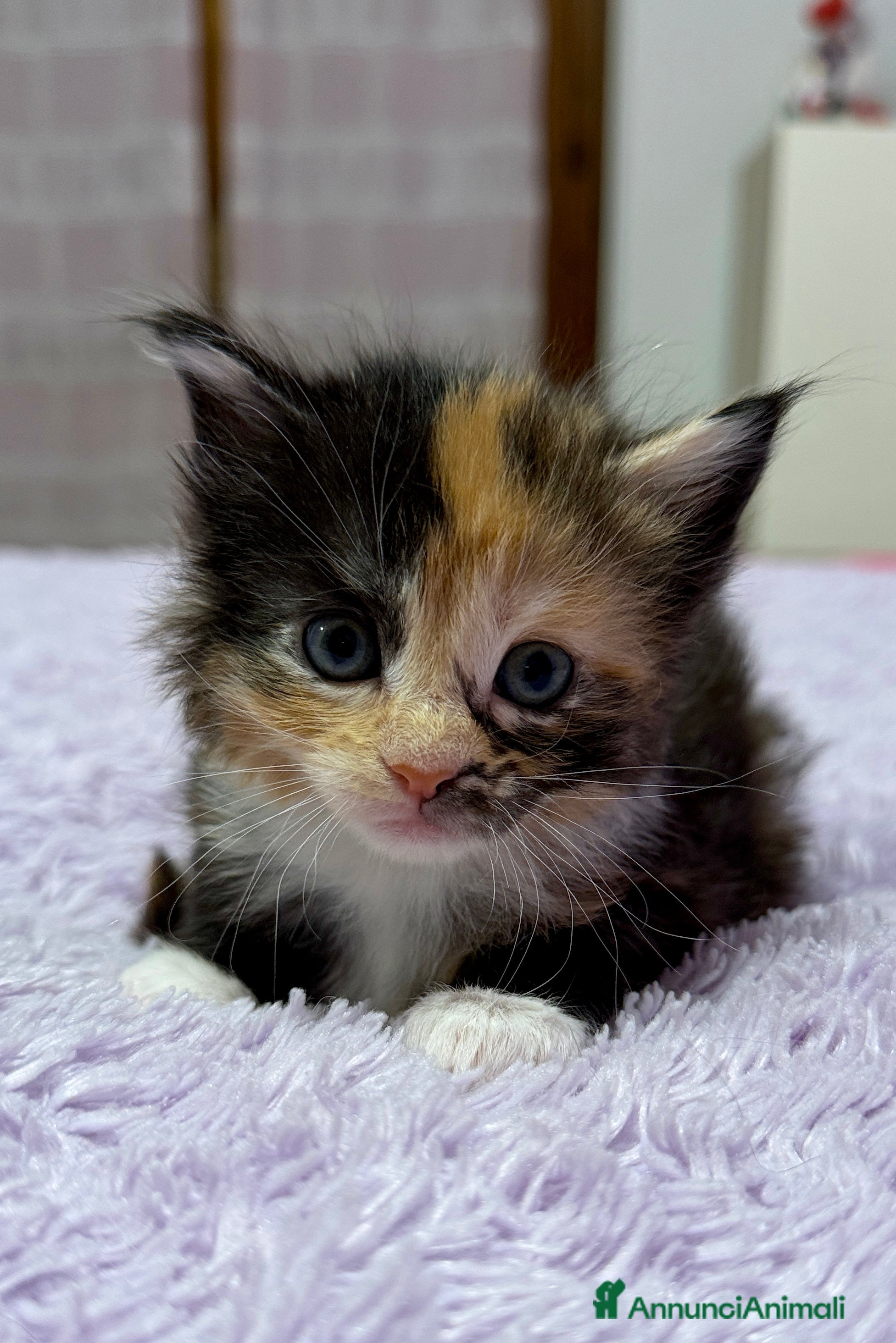 Maine Coon gatti Cuccioli maine coon nati 26/12/25 con pedigree - Annuncio 2