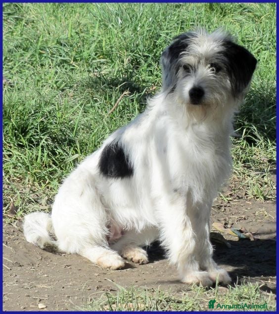Meticcio cani MANNAGGIA giovane simpaticona - Annuncio 10