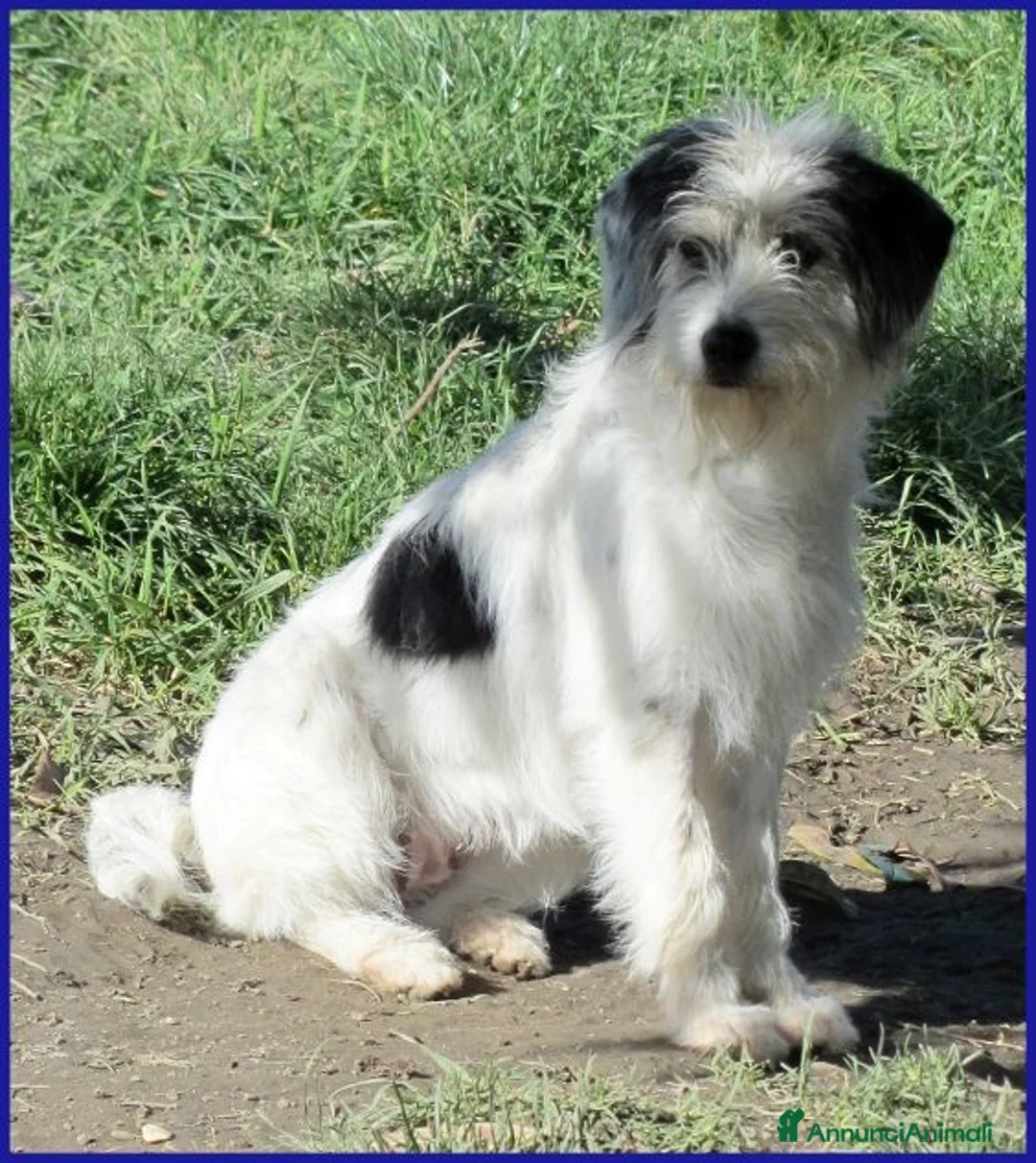 Meticcio cani in regalo: MANNAGGIA giovane simpaticona a Città Metropolitana di Bologna - Annuncio 1