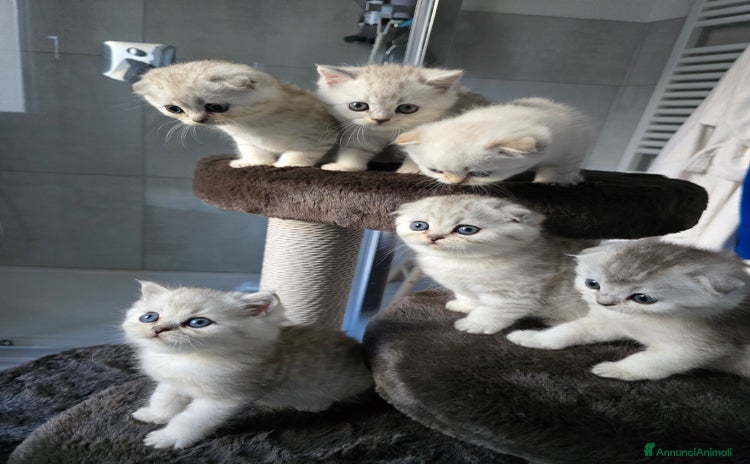 Scottish gatti - Annuncio 4