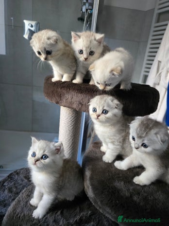 Scottish gatti - Annuncio 4