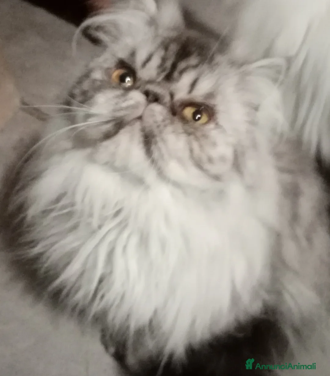 Persiano gatti in vendita: Cuccioloni gatti Persiani pura razza  - Annuncio 1