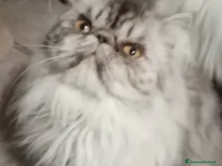 Persiano gatti Cuccioloni gatti Persiani pura razza - Annuncio 1