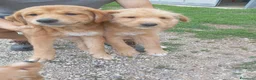 Meticcio cani in vendita: 4 Cuccioli in adozione a Goito (MN)  - Annuncio 2