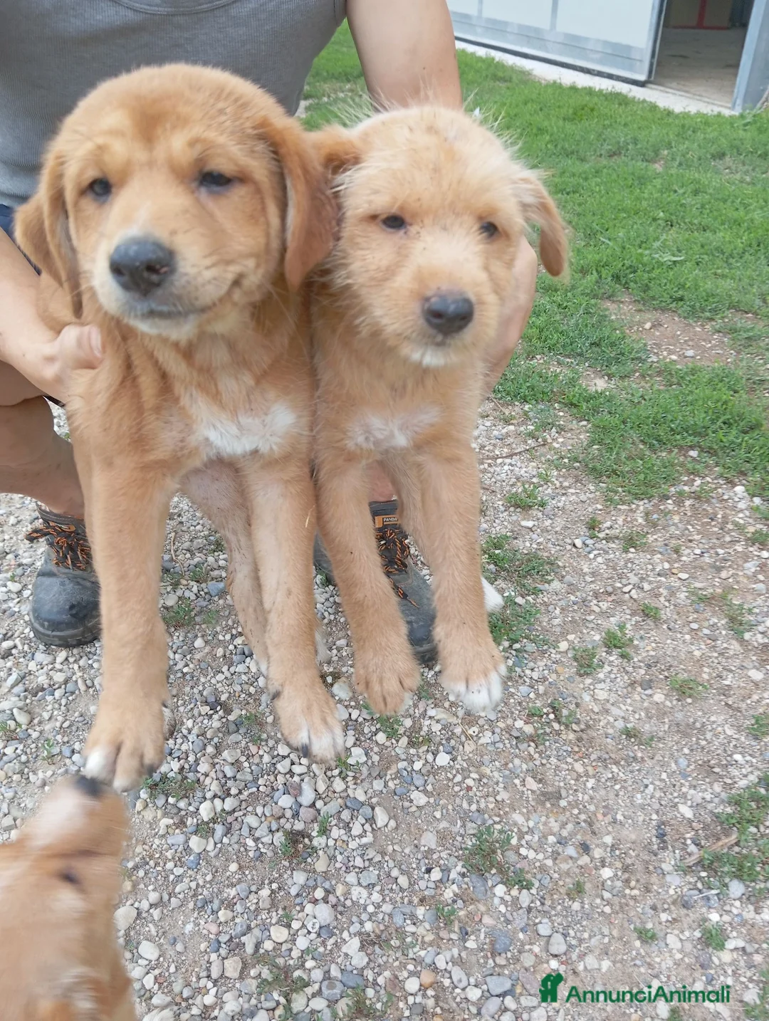 Meticcio cani in vendita: 4 Cuccioli in adozione a Goito (MN)  - Annuncio 2